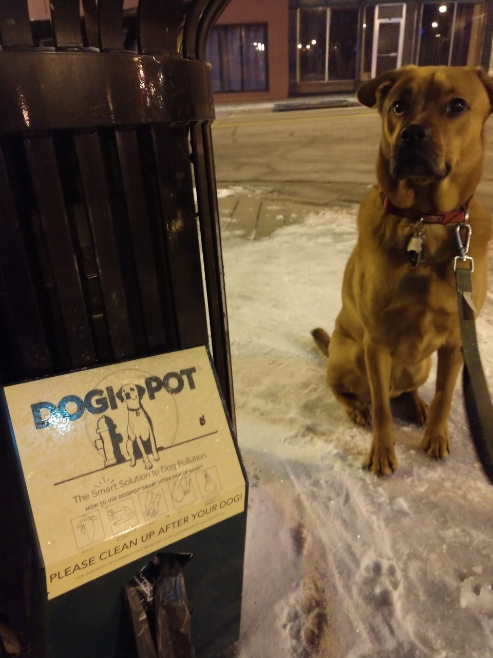 A dog sits next to a Dogi Pot on a snowy sidewalk