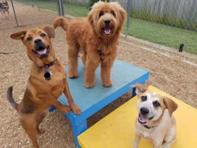 Miguel, left, poses with his friends at doggie daycare