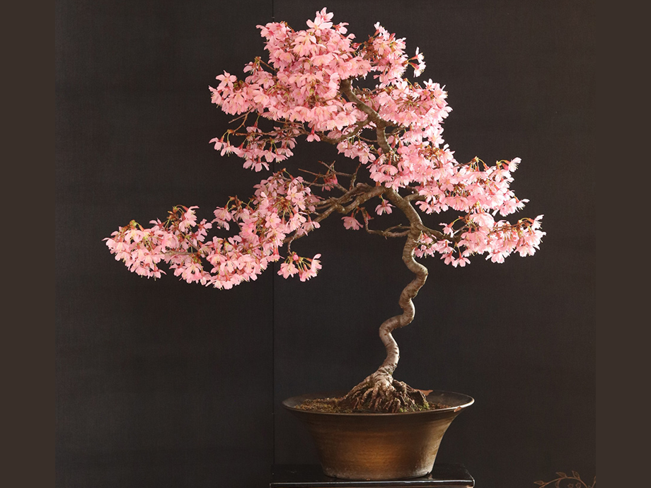 Bonsai Date Night at Classic Rock Coffee Downtown