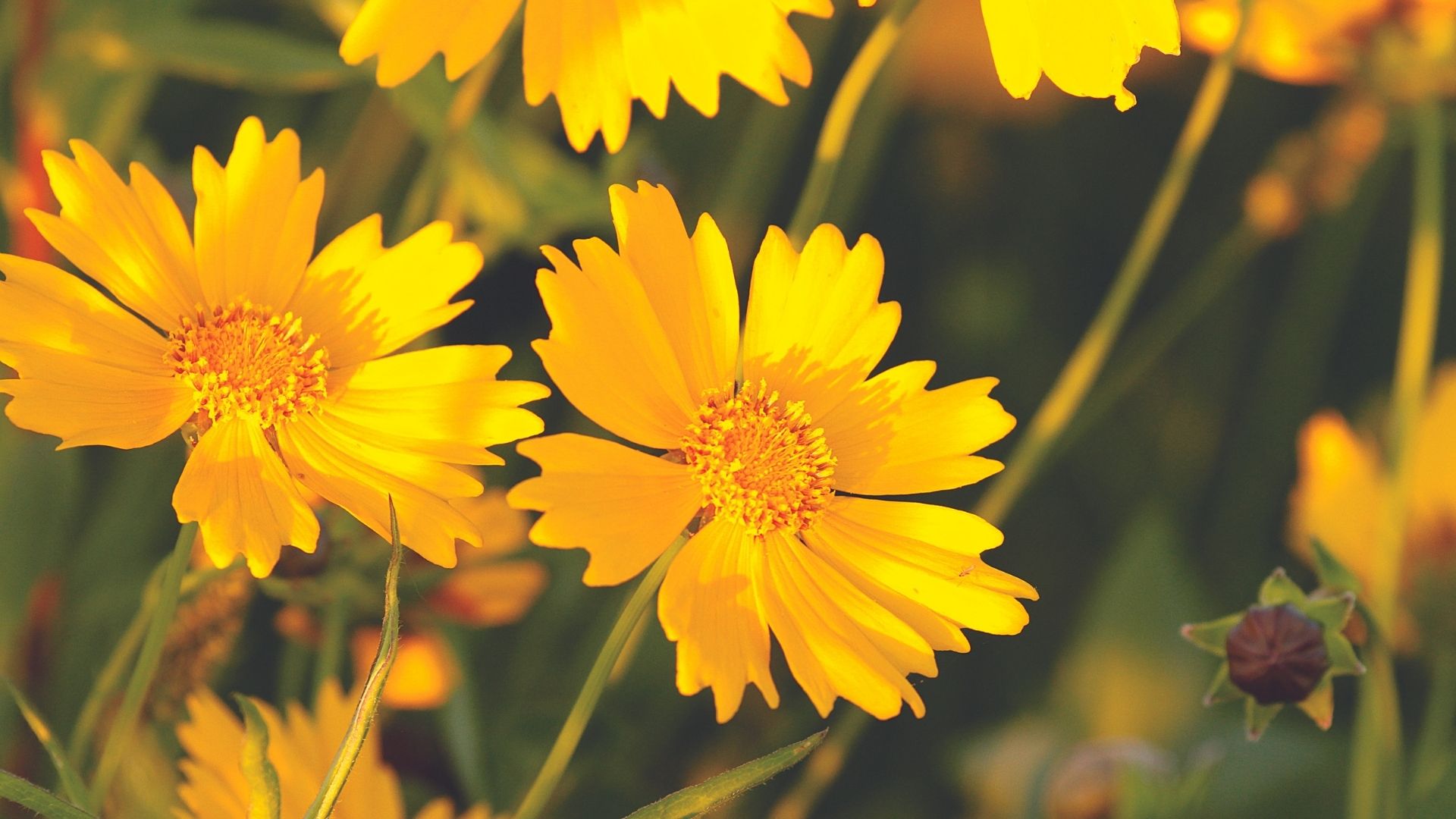 Native Plant Sale at Mother’s Brewing Company