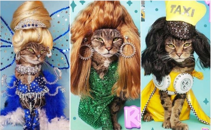 Drag Bingo for Animal Haven