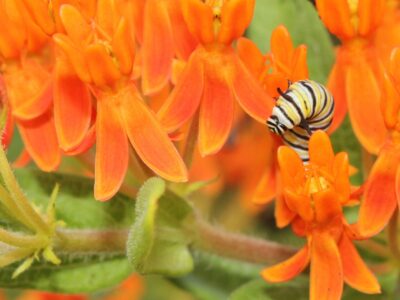 Native Plant Sale