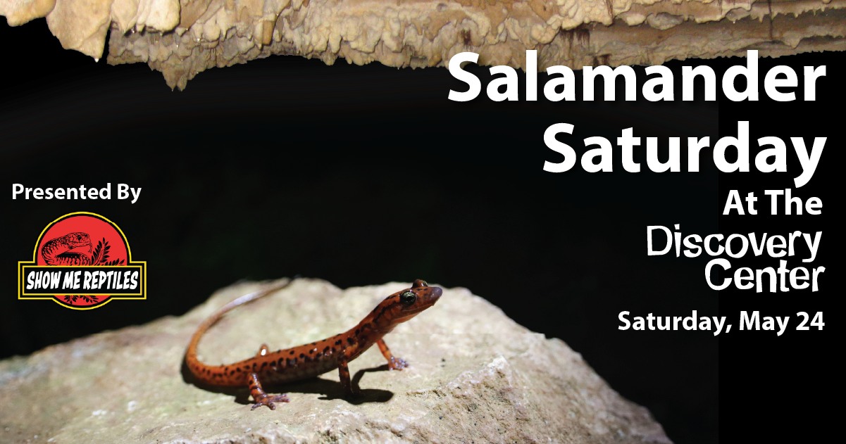 Salamander Saturday