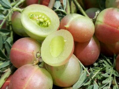 Forest to Feast: Ozark Edition