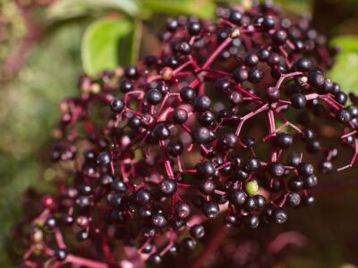 Elderberry Magid with Elder Farms